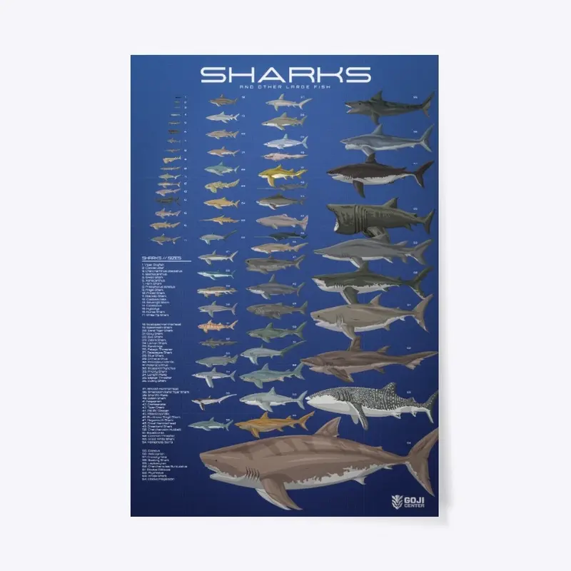 Sharks Size Comparison Poster - Blue