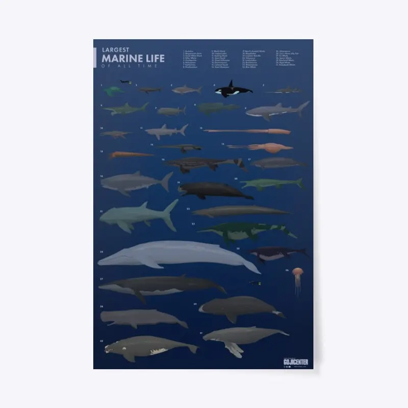 Largest Marine Life Blue Poster