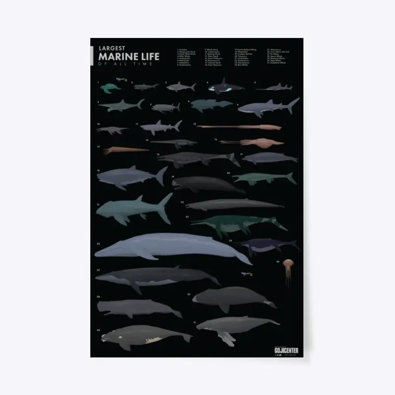 Largest Marine Life Black Poster