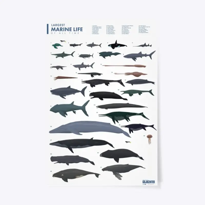 Largest Marine Life White Poster